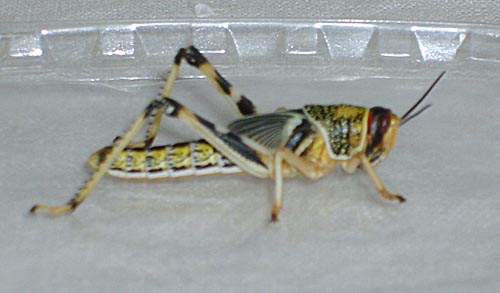 Afrikai vándorsáska